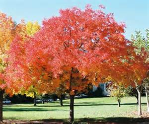 Pisitasio Tree